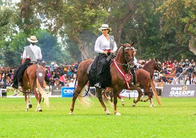banner Campeonato Nacional de Caballo de Paso Dia 2